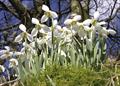 Snow drop